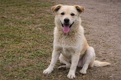 image of dog created with AI